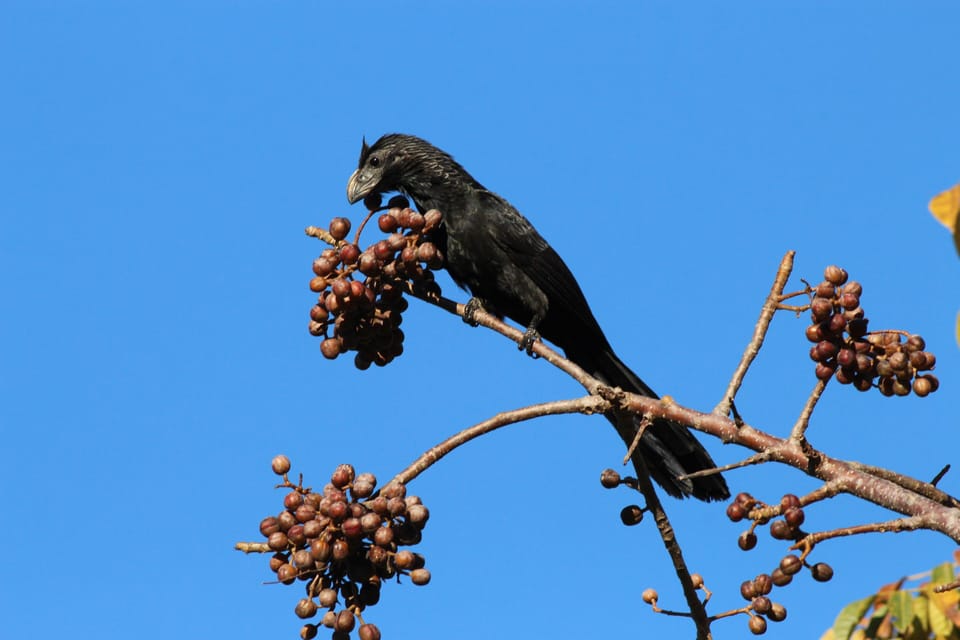 Groove-billed Ani eating berries off the porch