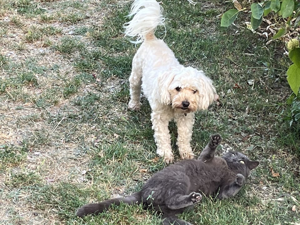 Pet-friendly
