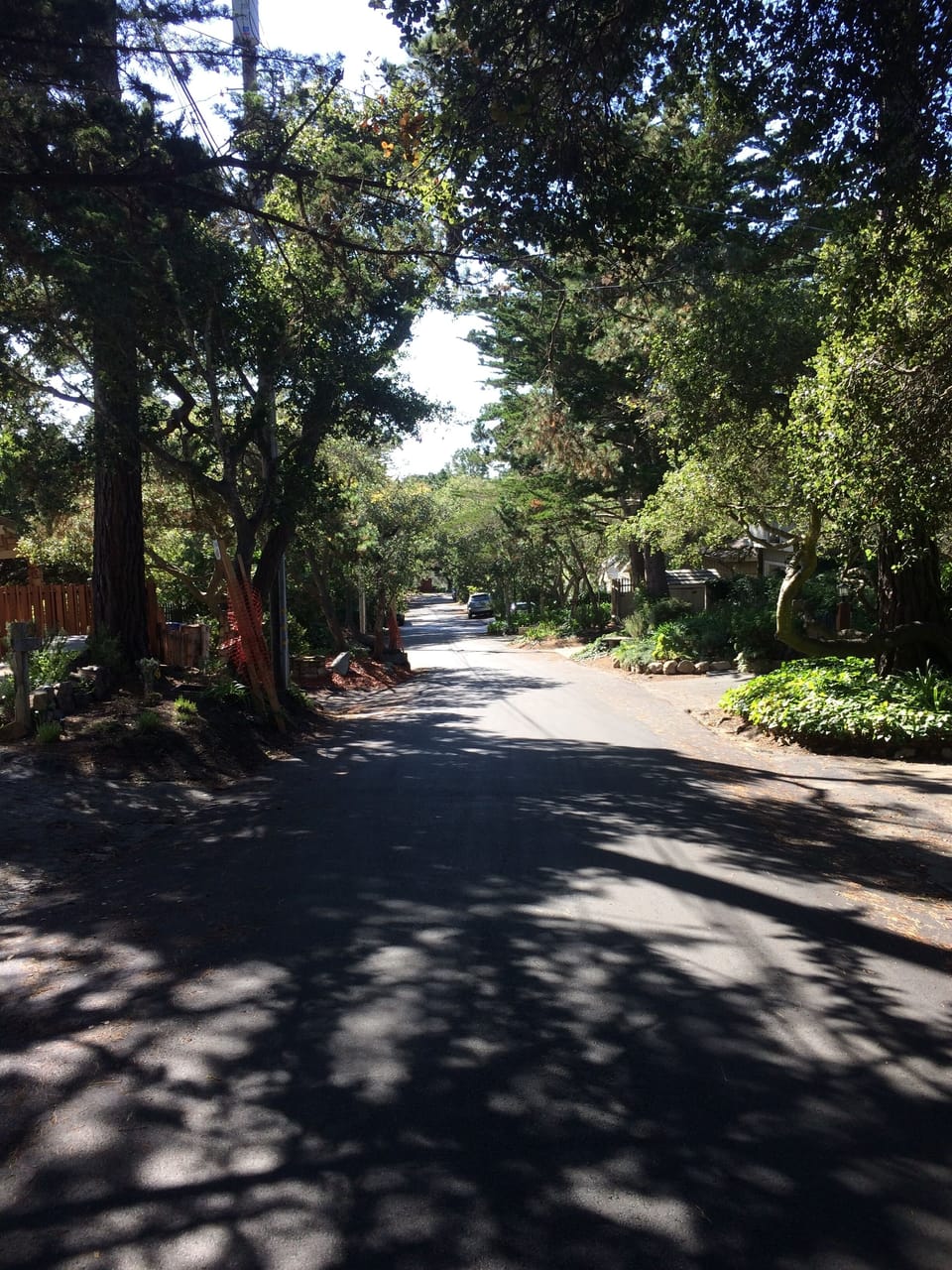 Tree-lined Street