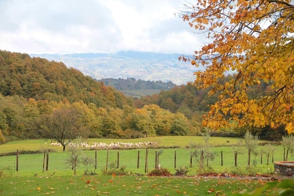 View down the valley from the house