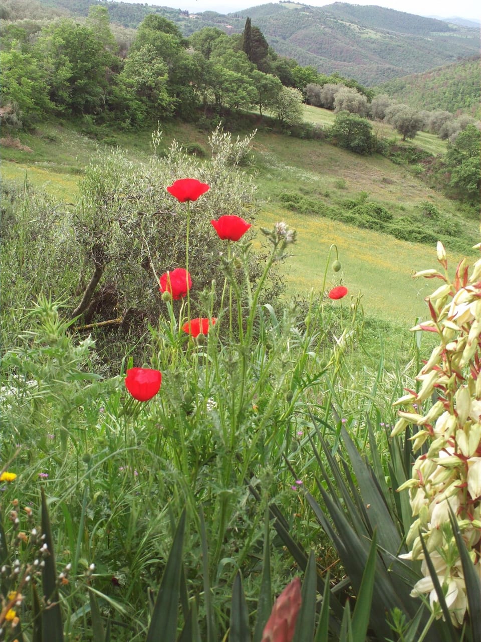 Villa La Rogaia -  view from the garden