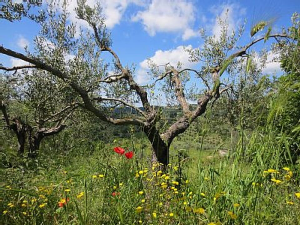 Villa La Rogaia - olive grove in spring