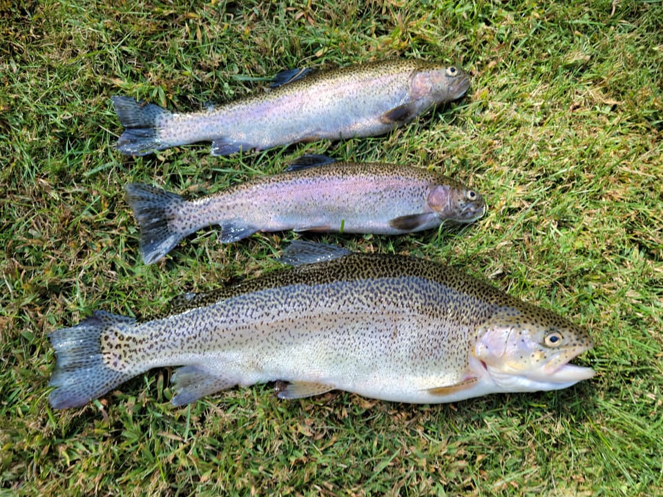 Caught in river across from Cabins. 