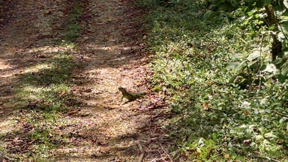 Picture of an Iguana on the driveway up to our property.