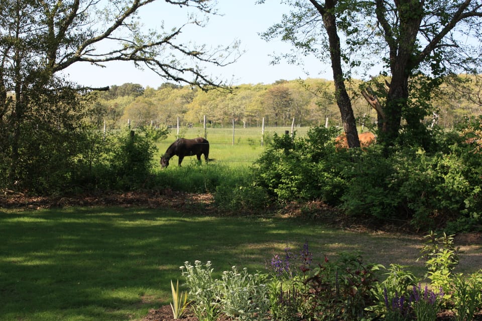 Horse pasture behind the backyard (although horses are off property in summer)