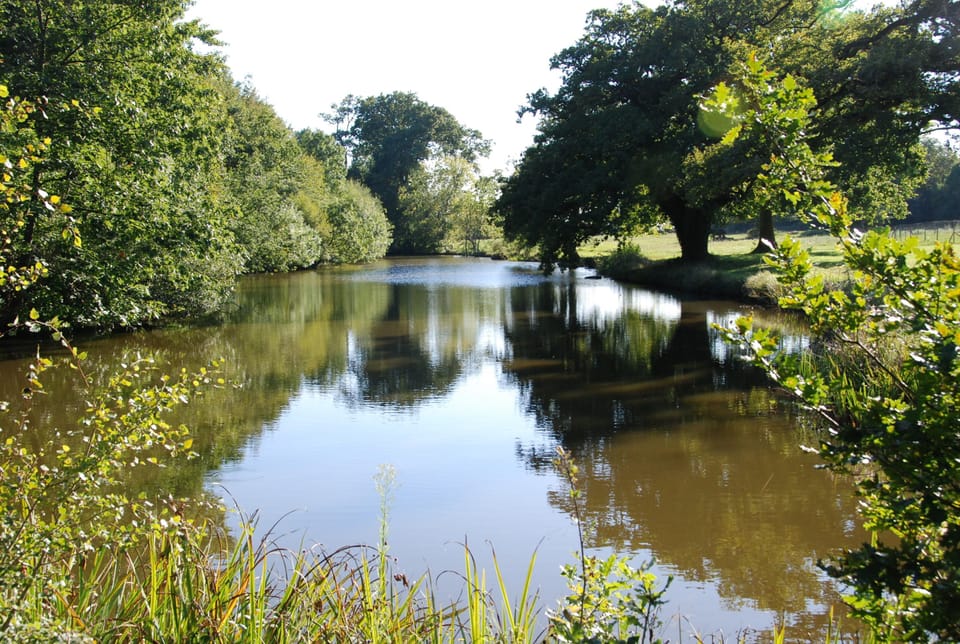 Pond
