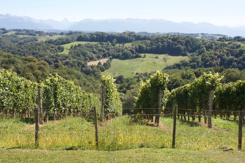 View of the vineyards and Pyrenees