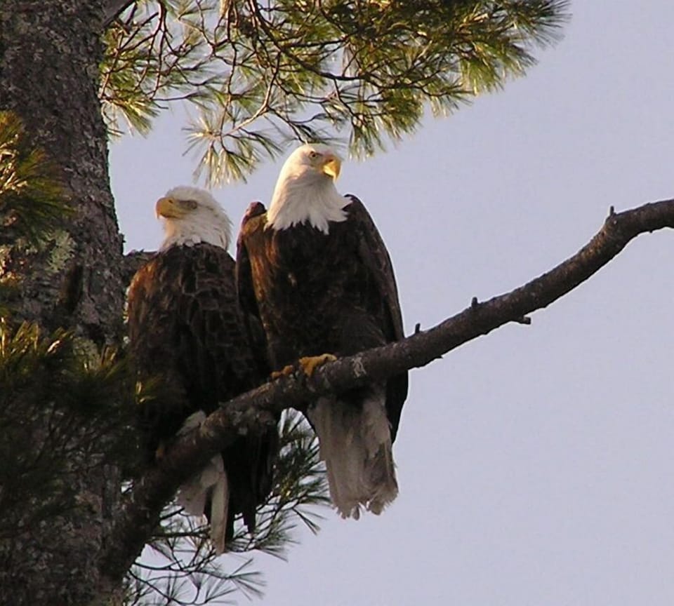 Bald Eagles perch on our tree near the shore. You'll hear and see Loons too.