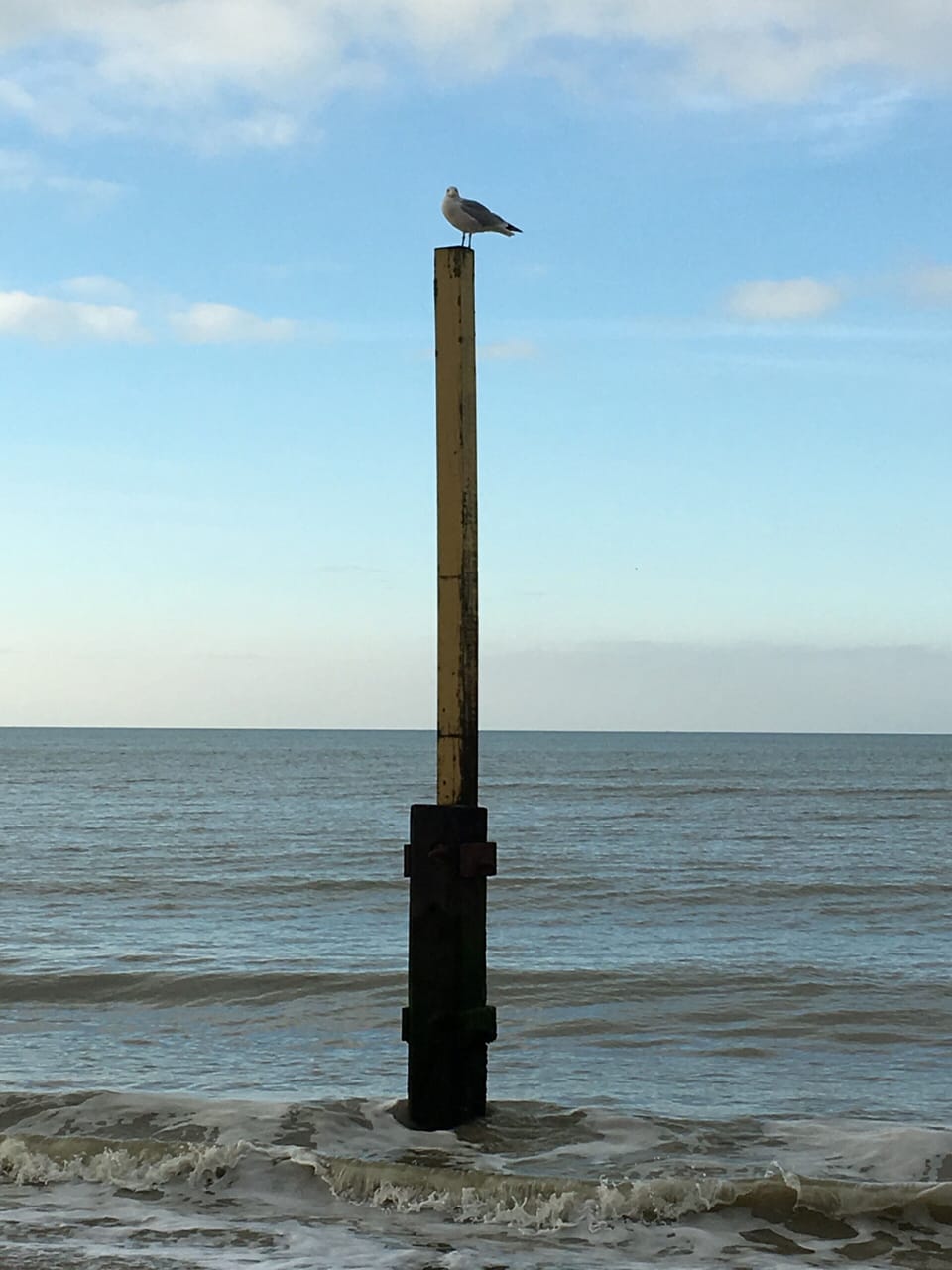 bird on pole 