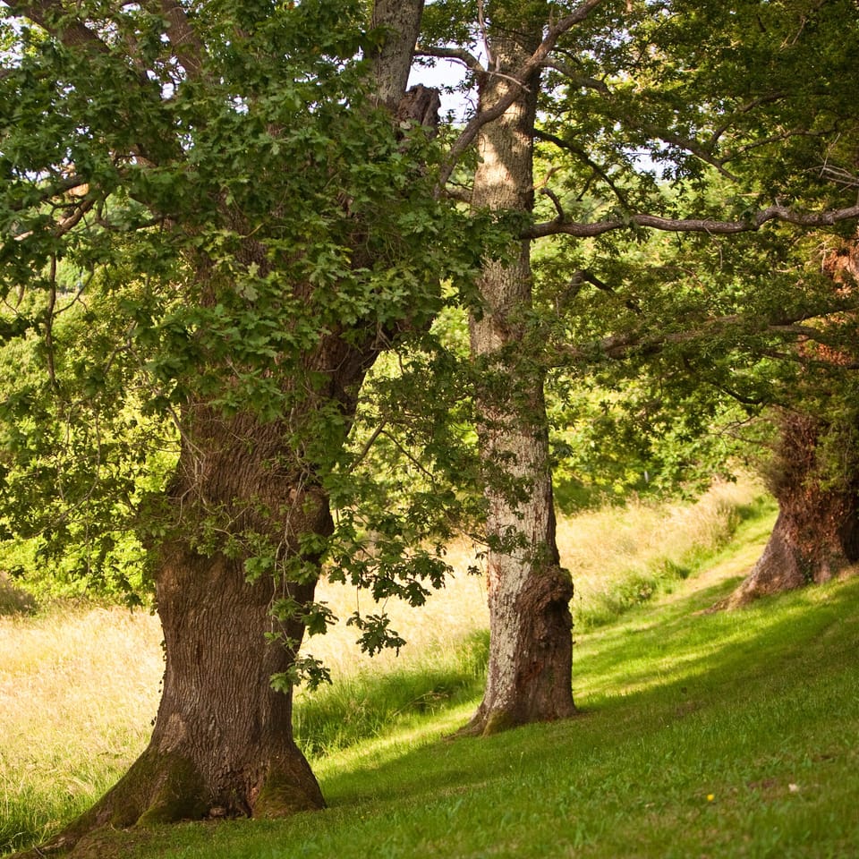 The grounds of the Clos Mirabel Estate