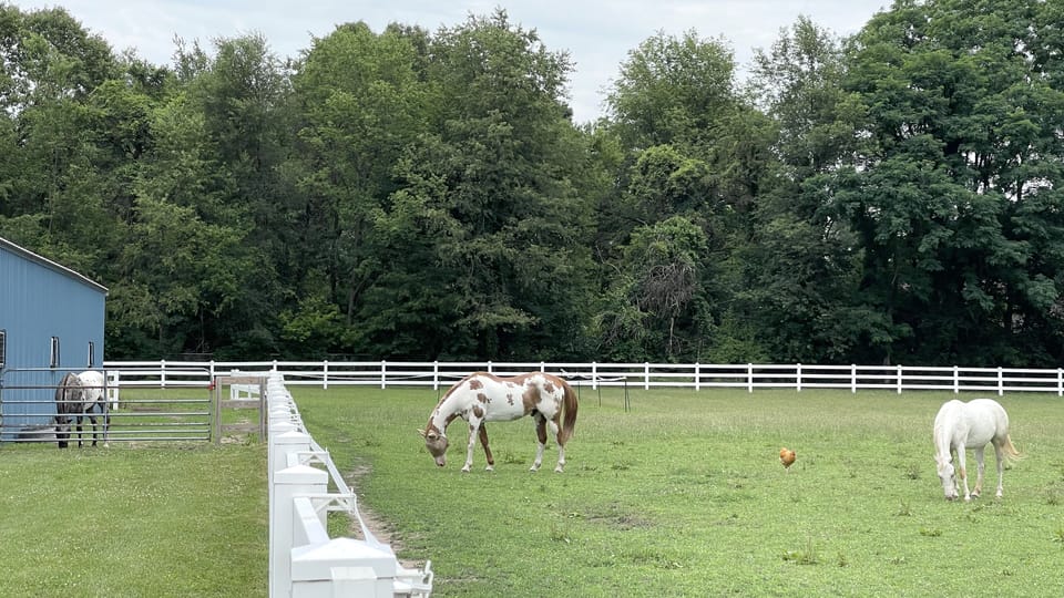 Farm animals including horses, chickens, barn cats, and dogs share the property.