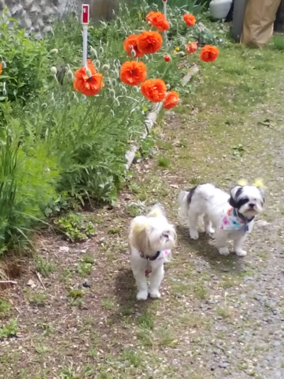 Spring poppies