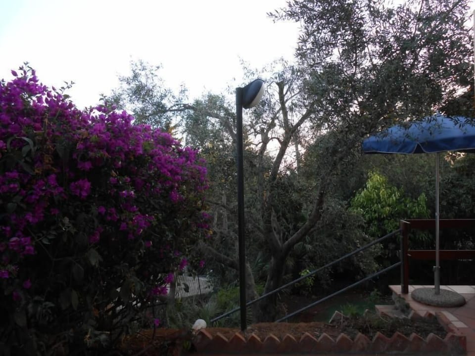 Garden, Park
