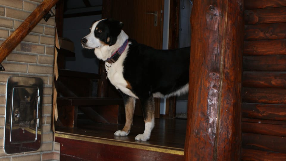Pet-friendly