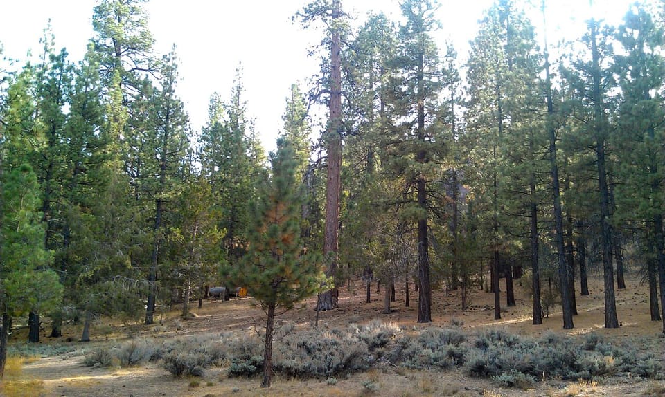 This will be your view of the Shoshone Meadow and old-growth pine forest.