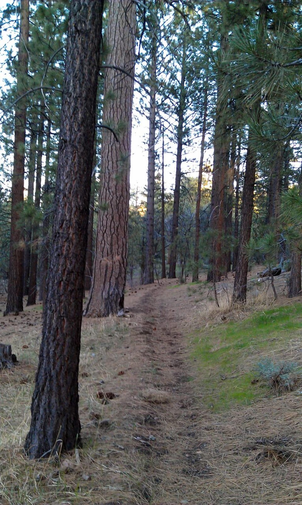 ...and there are established trails throughout the forest.