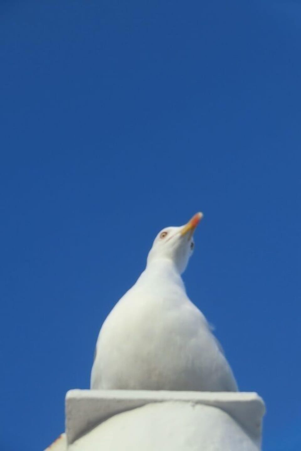 Seagull - terrace