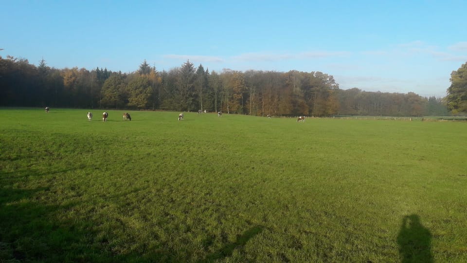 Cottage under the oaks House in Schleswig-Holstein