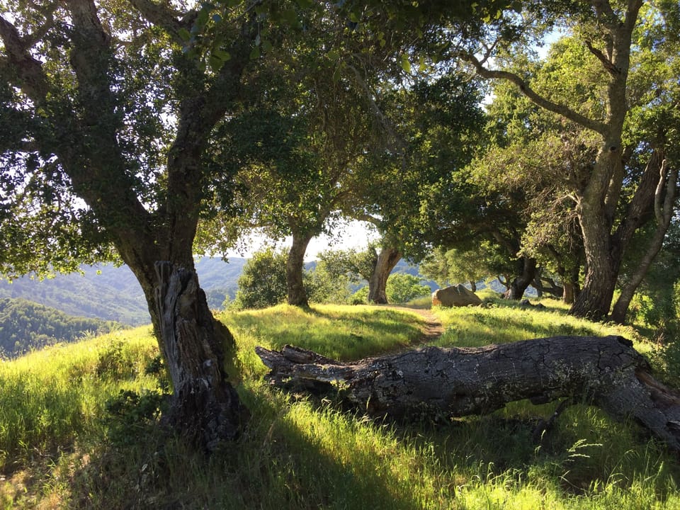 Deer Park hike from front door!
