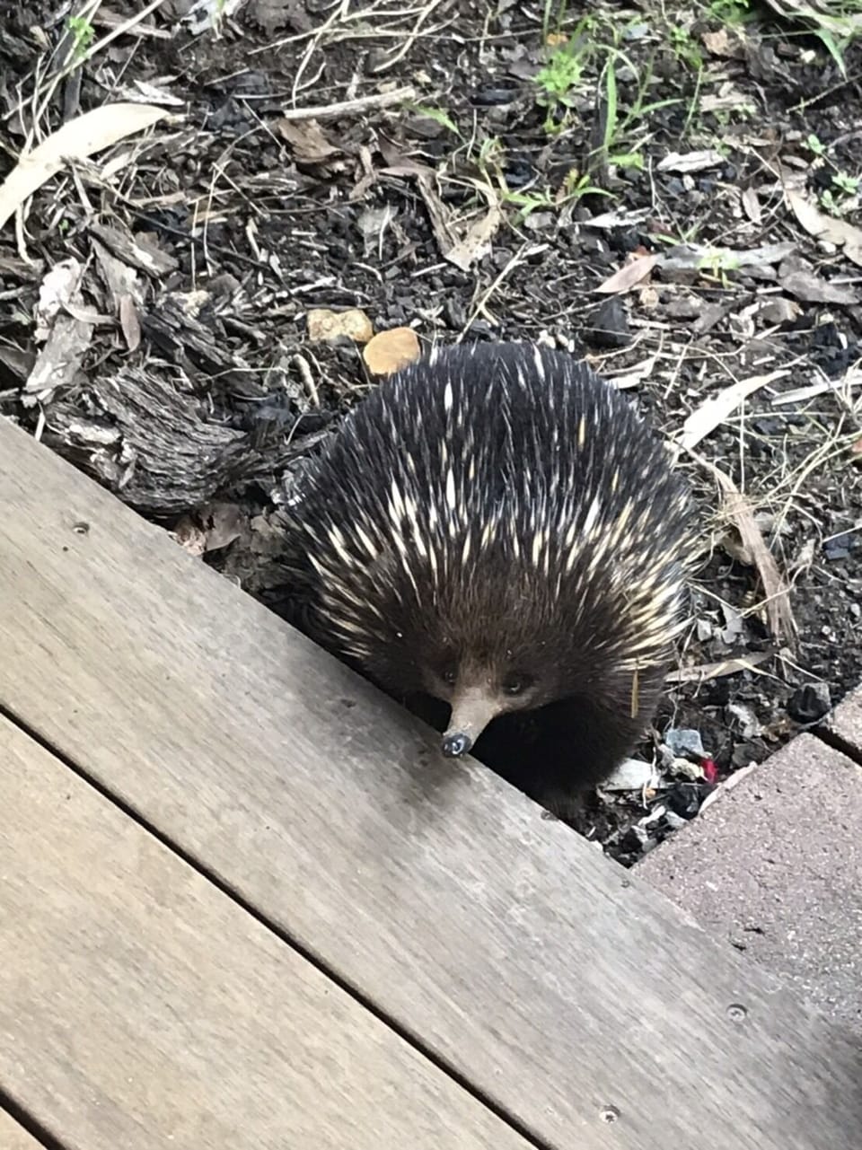 One of our neighbors