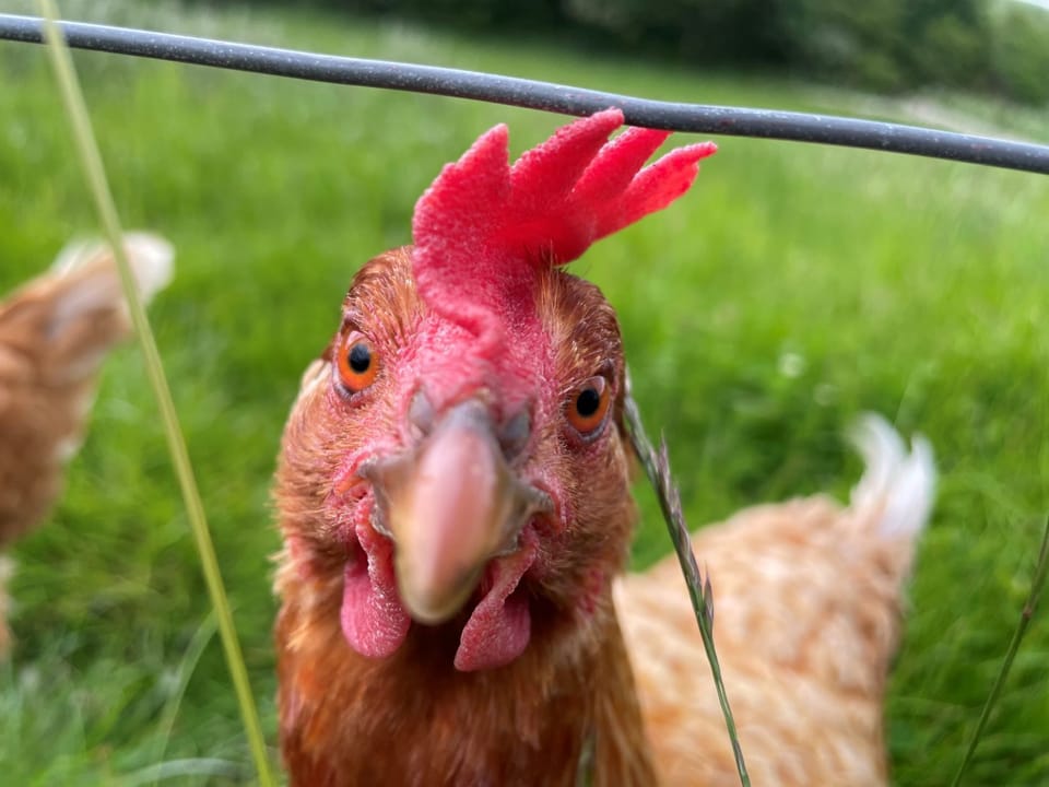 one of the locals !