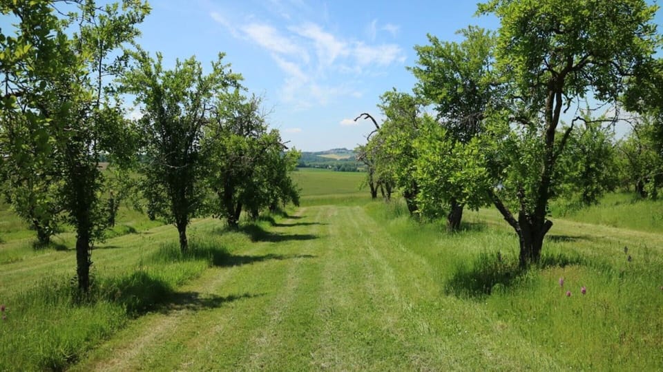 Plum orchards Les Pruniers 