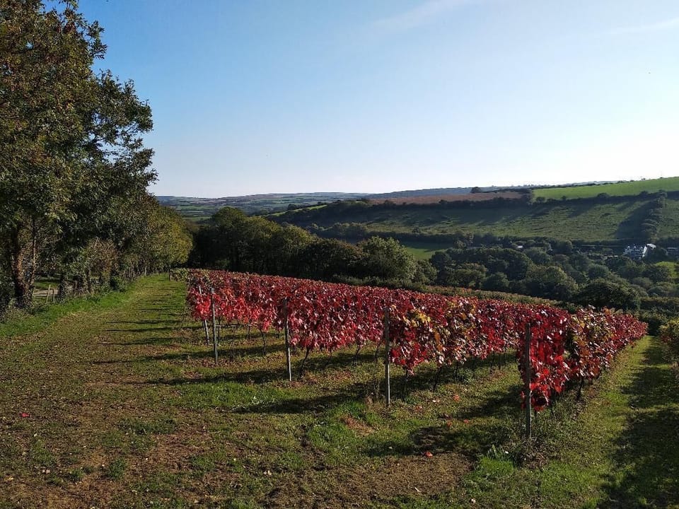 Camel Valley vineyard