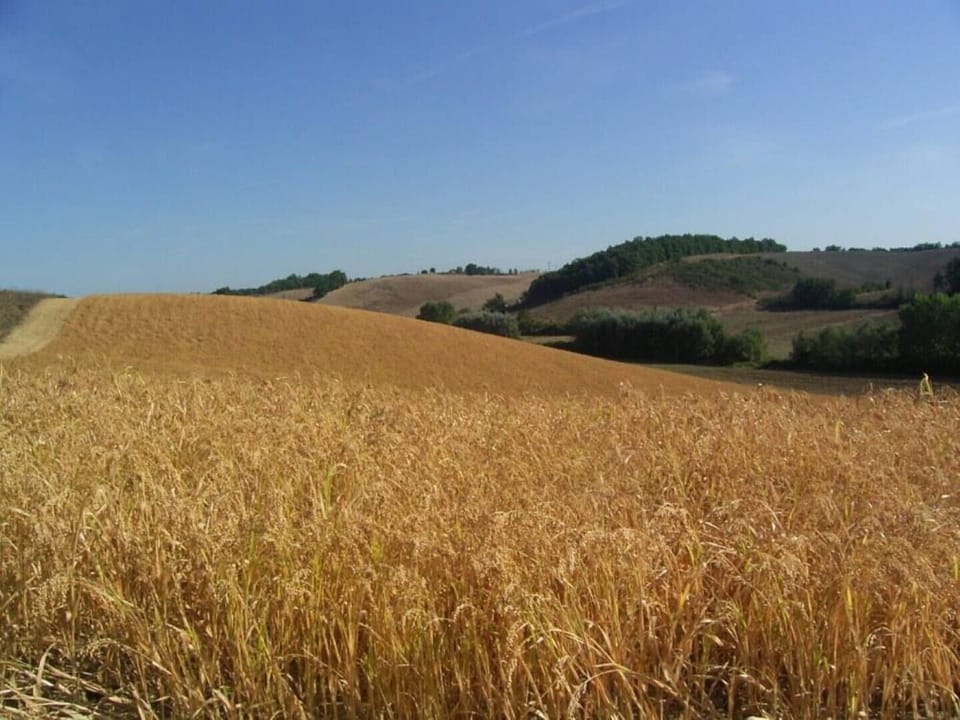Independent flat 2 pax downstairs, in Villa, Siena View, Pool A/C, organic Farm Apartment in Tuscany