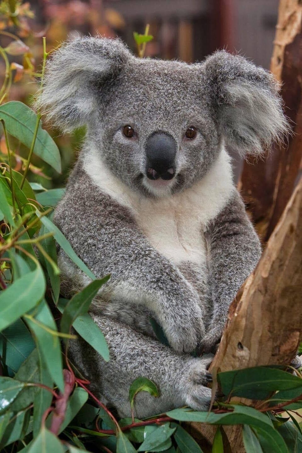 Koala Reserve