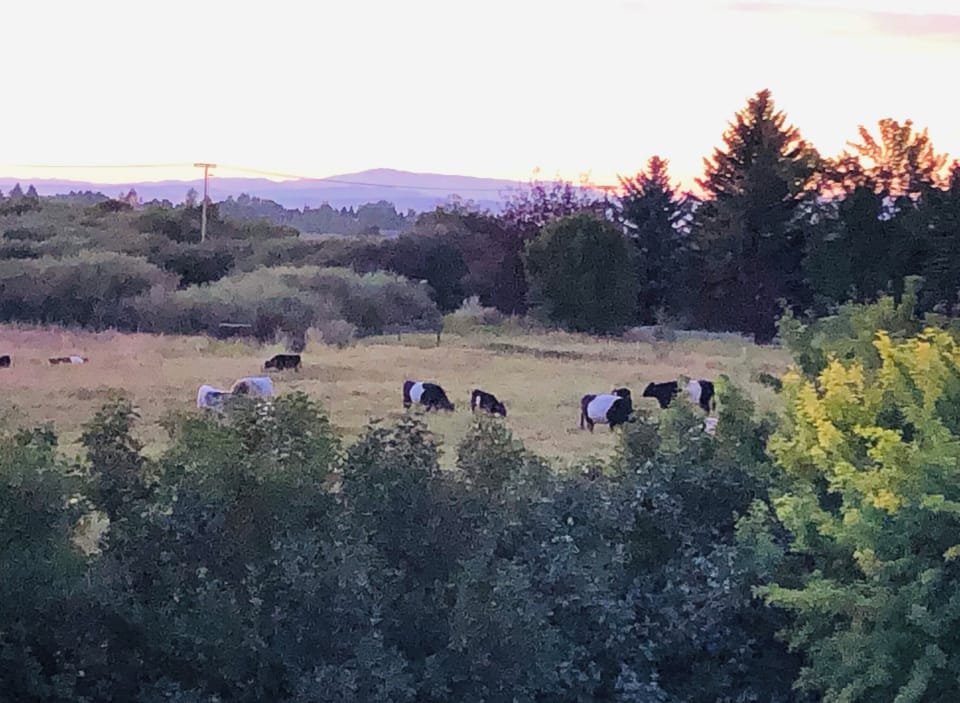 cattle grazing  in our pasture next to the gazebo