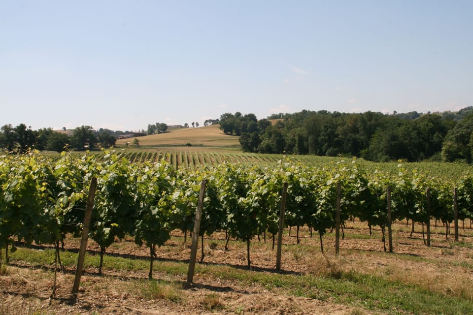 Vineyard at the property