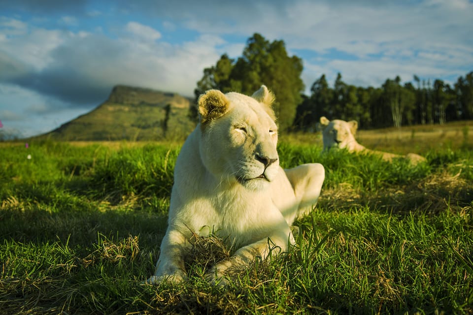 Rare white lioness at our sanctuary