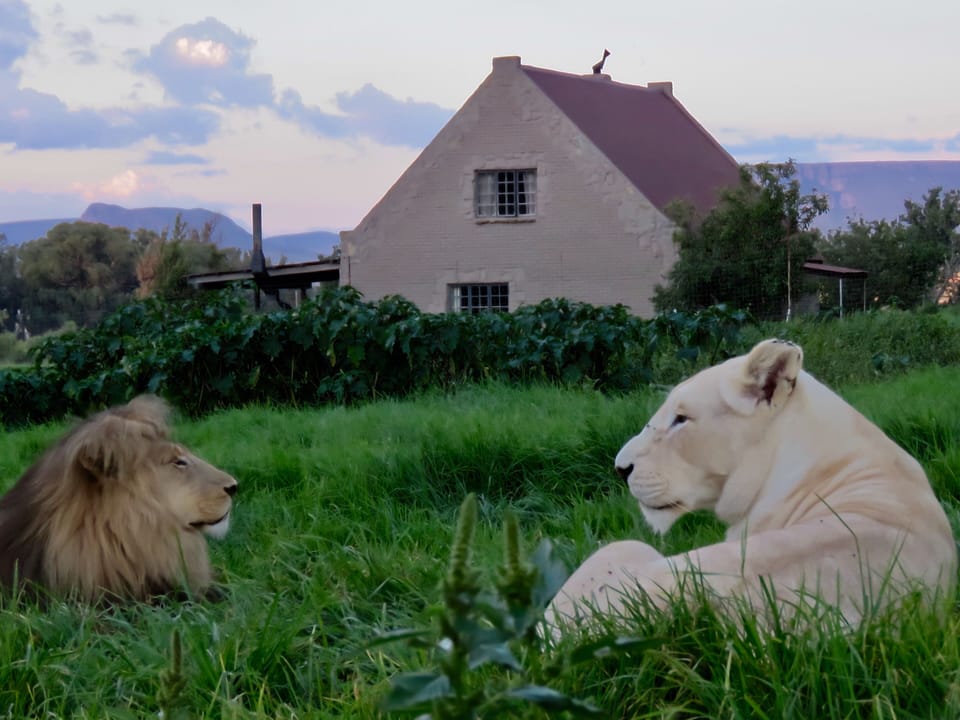 King Aslan with his Queen Suzie outside Lion House. 