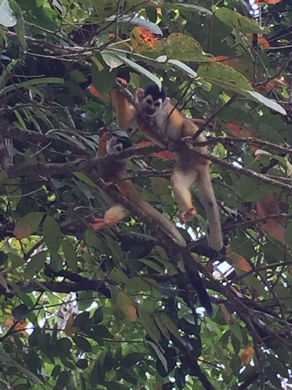 Monkeys