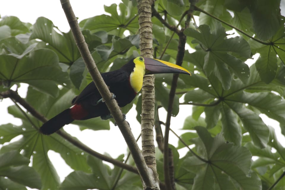 Toucans love our garden