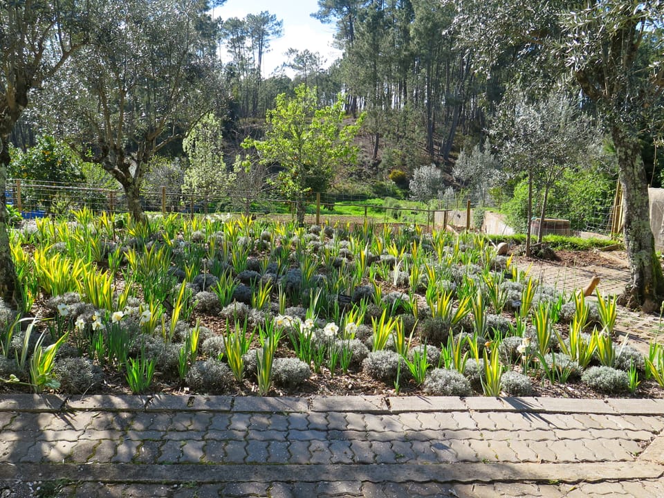 Casa Aloes private Plaid Garden