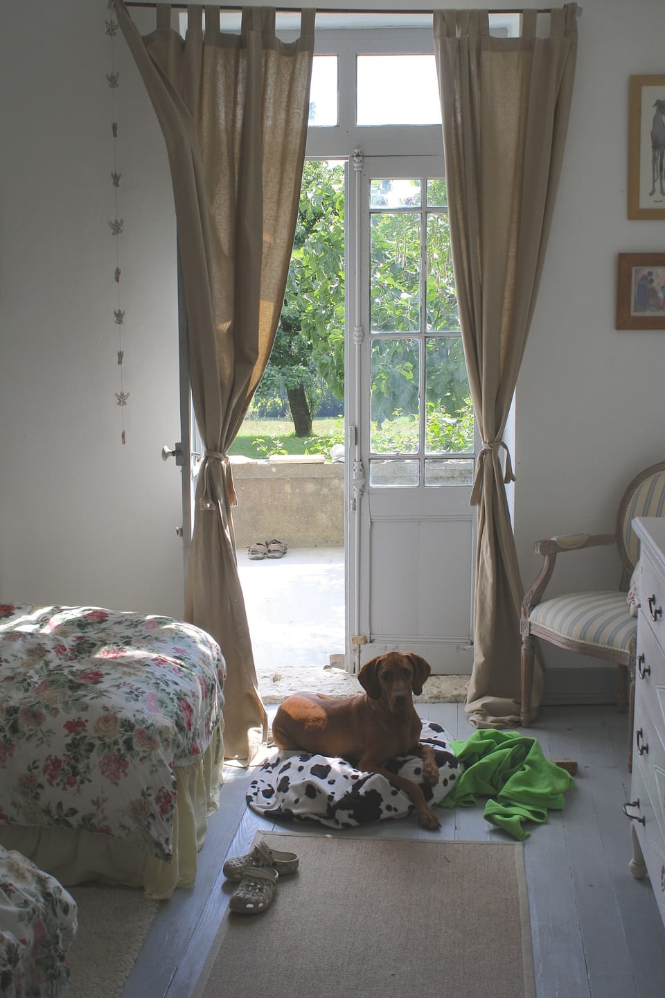 Dogs Welcome !