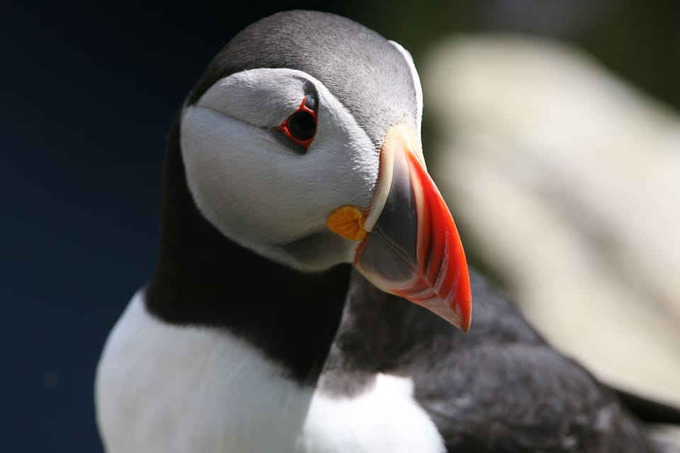 Puffin close up
