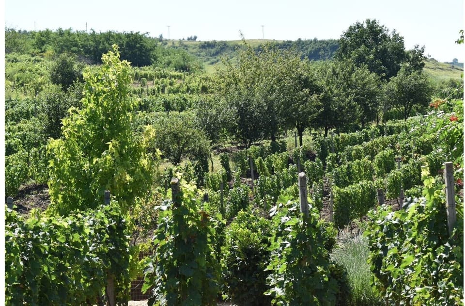 VIew of vines at Jardine Hills