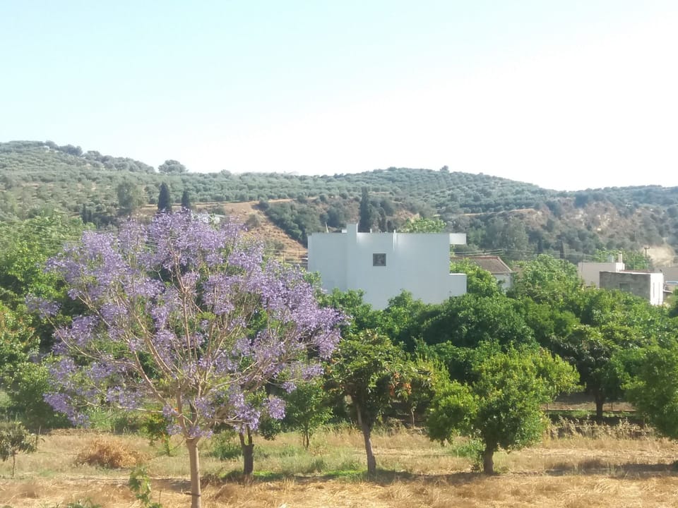 View from the balcony 