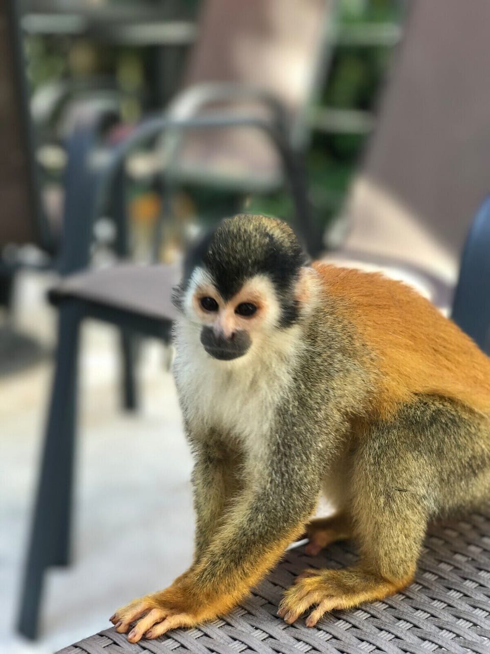 Wildlife around the pool