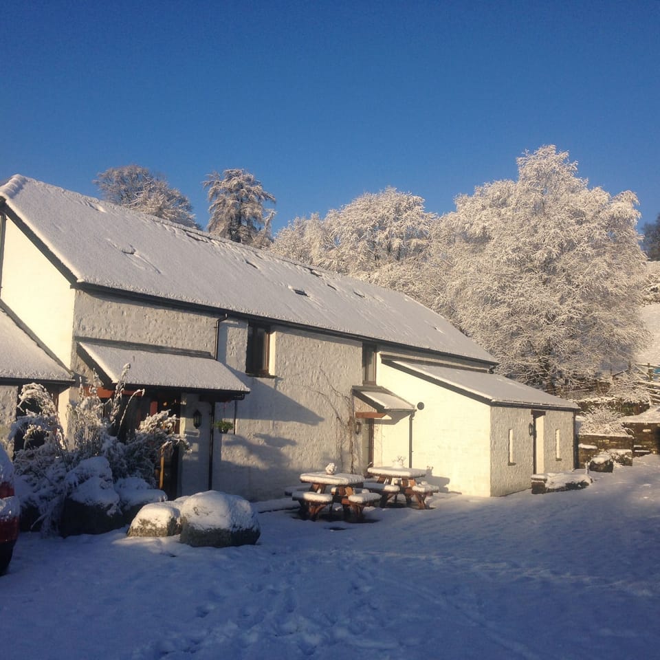 Snowy Coed Owen 
