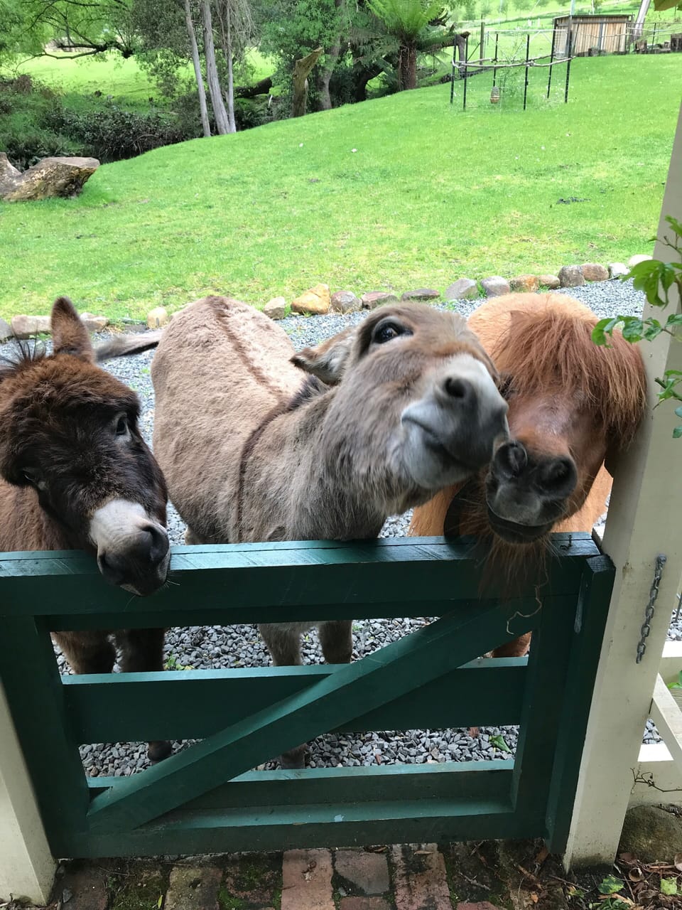 Chester, Donkey and Trevor 
