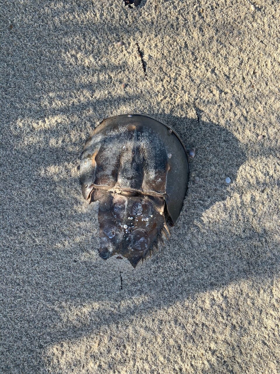 Our private beach is a horseshoe crab sanctuary