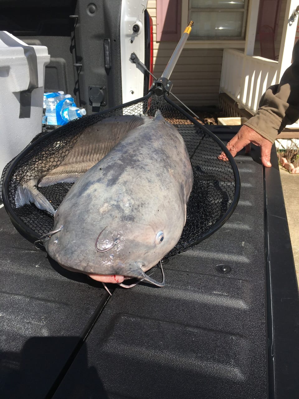 36 lb catfish caught off the pier 3/26/20
