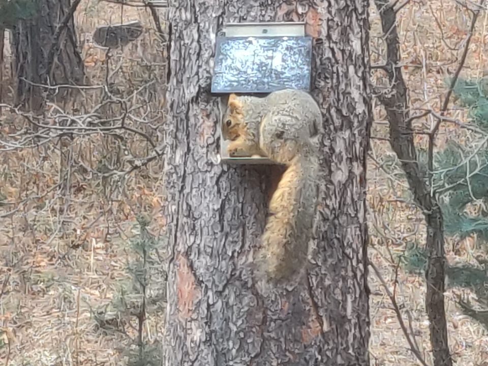 Brown Squirrel 