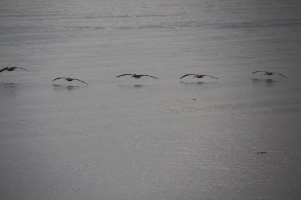 Pelicans and frigate birds soar, glide .....