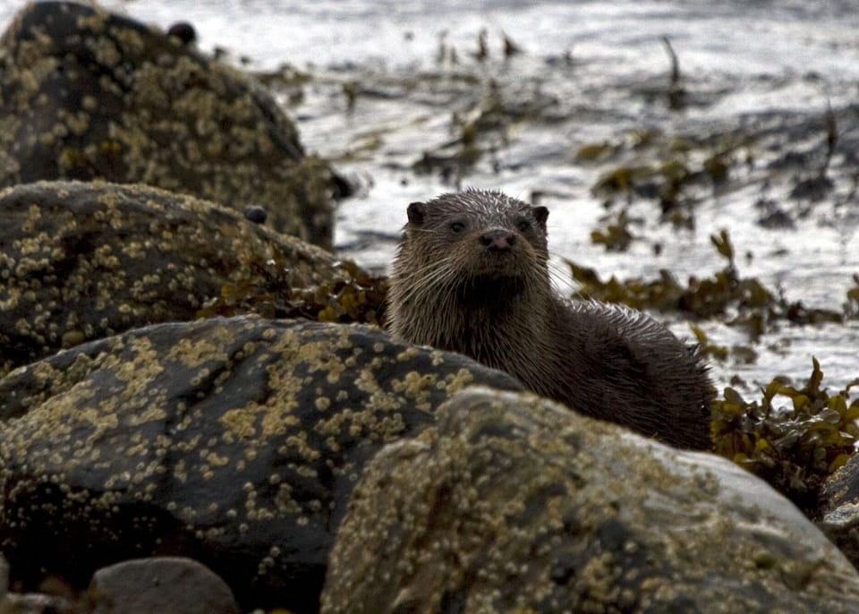 Loch Sunart is home to a large otter population. 