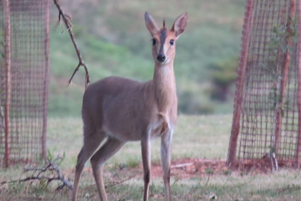 A morning visitor in the new orchard