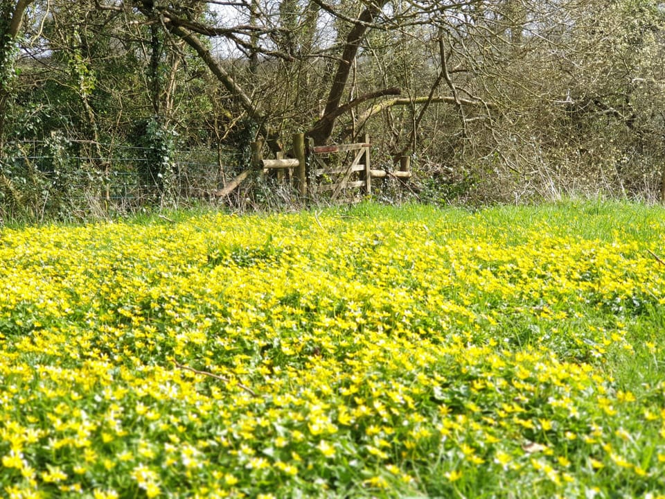 Meadows